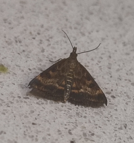 Straw-barred Pearl