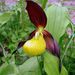Lady's-Slipper - Photo (c) Pascal Blachier, some rights reserved (CC BY)