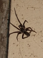 Kukulcania hibernalis