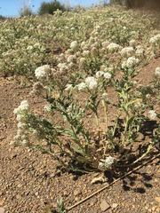 Lepidium appelianum