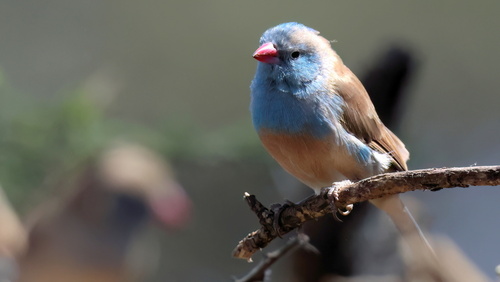 iNaturalist image