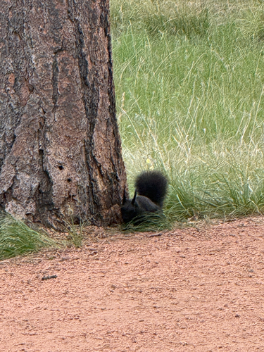 Abert's Squirrel observed by austin_akens