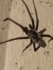 Kukulcania hibernalis