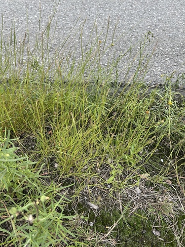 poverty dropseed