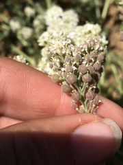 Lepidium appelianum