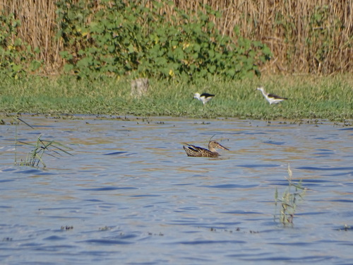 Northern Shoveler
