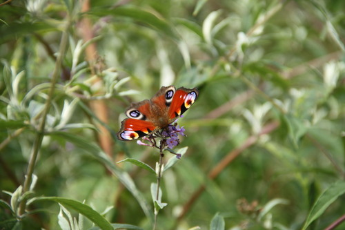 European Peacock Butterfly