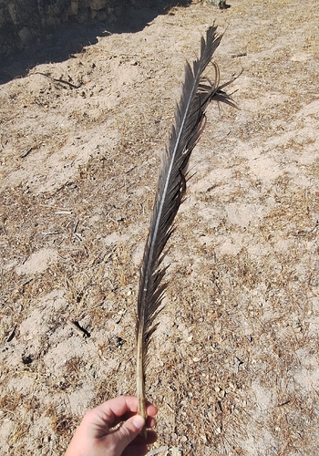 Plume de Vautour moine