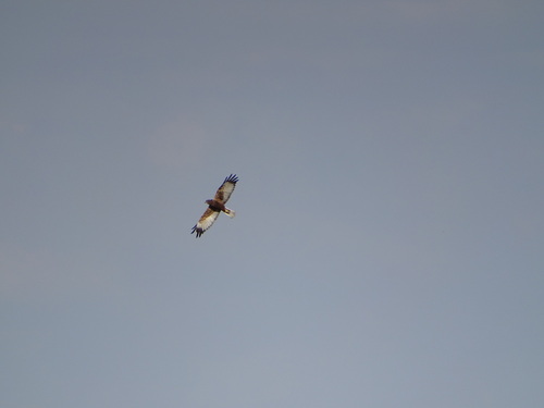 Western Marsh Harrier