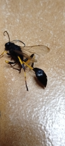 Sceliphron spirifex
