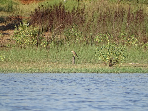 Eurasian Kestrel