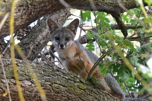 Gray Fox