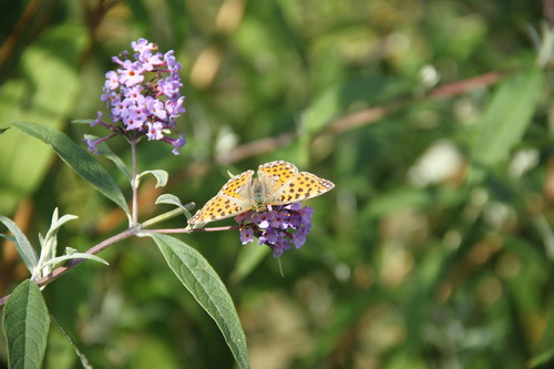 Queen of Spain Fritillary