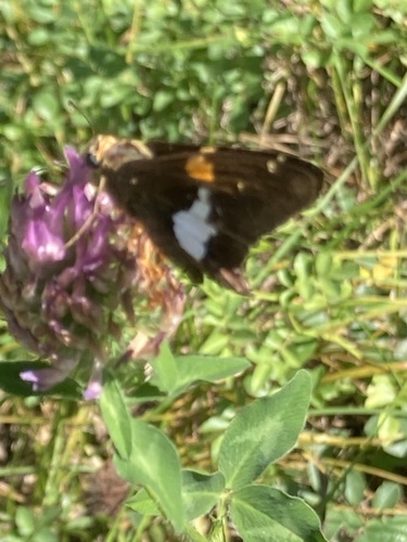 Silver-spotted Skipper