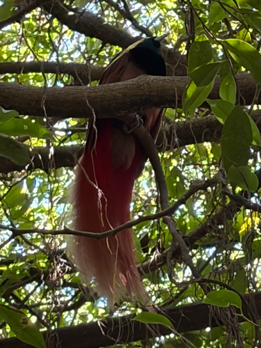 Paradisaea raggiana observed 2026-09-14