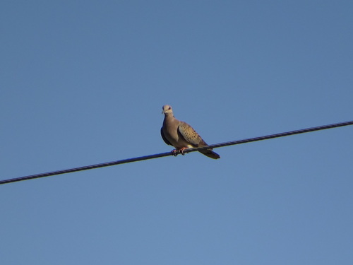 European Turtle-Dove