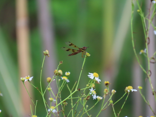 Eastern Amberwing
