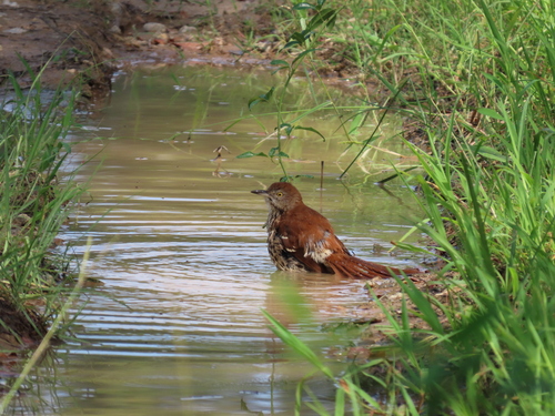 Brown Thrasher