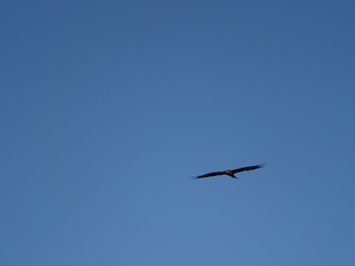 Black Kite