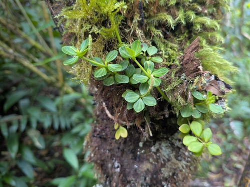 Peperomia tetraphylla observed 2026-09-12