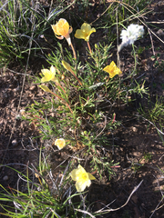 Oenothera lavandulifolia