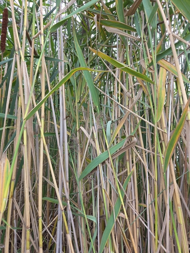 common reed