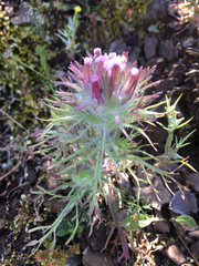 Castilleja exserta latifolia