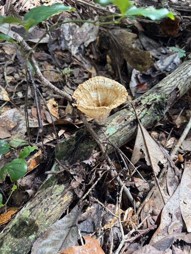 Cymatoderma caperatum observed 2026-09-12