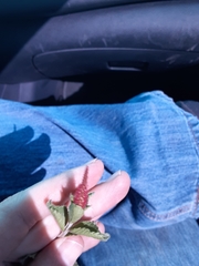 Acalypha monostachya