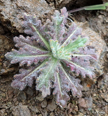 Streptanthus glandulosus glandulosus