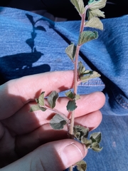 Acalypha monostachya