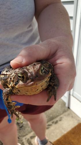 American Toad
