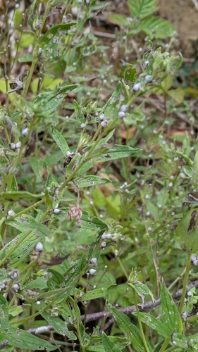 Lithospermum officinale, photograph 4