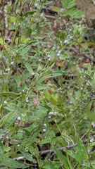 Lithospermum officinale, photograph (c) guywallbanks, some rights reserved (CC BY)