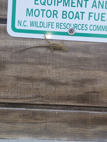 Green Anole
