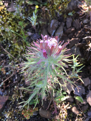 Castilleja exserta latifolia