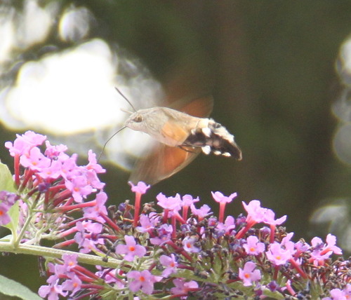 Eurasian Hummingbird Hawkmoth