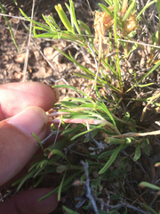 Oenothera lavandulifolia