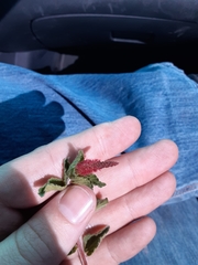 Acalypha monostachya