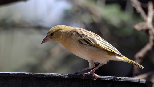 iNaturalist image
