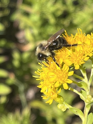 Lemon Cuckoo Bumble Bee