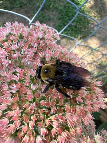 Eastern Carpenter Bee