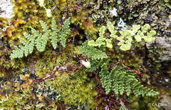 Myriopteris intertexta