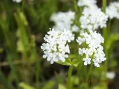 Valerianella umbilicata