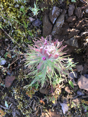 Castilleja exserta latifolia