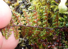 Myriopteris intertexta