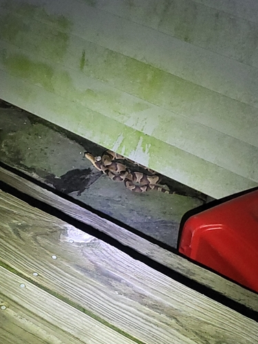 Eastern Copperhead