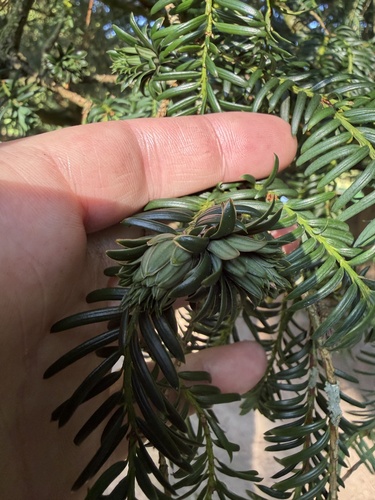 Artichoke Gall-midge