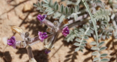 Astragalus leucolobus