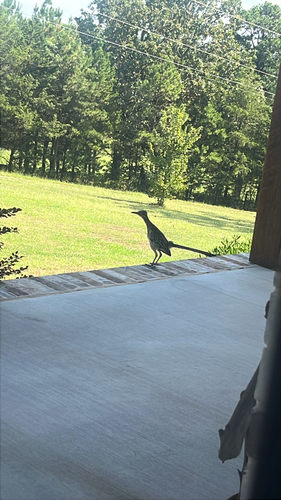 Greater Roadrunner